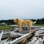 Hobie, king of the logs!